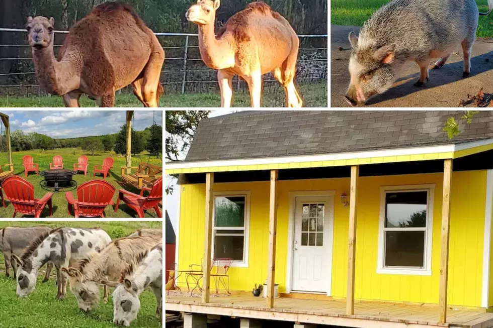 Wake Up To Camels And More At This Upshur County Rental Cabin