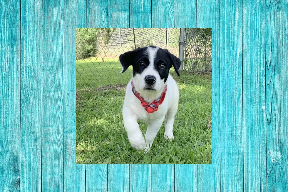 4-month-old Domino Is Going To Be Adopted, Will You Adopt Him First