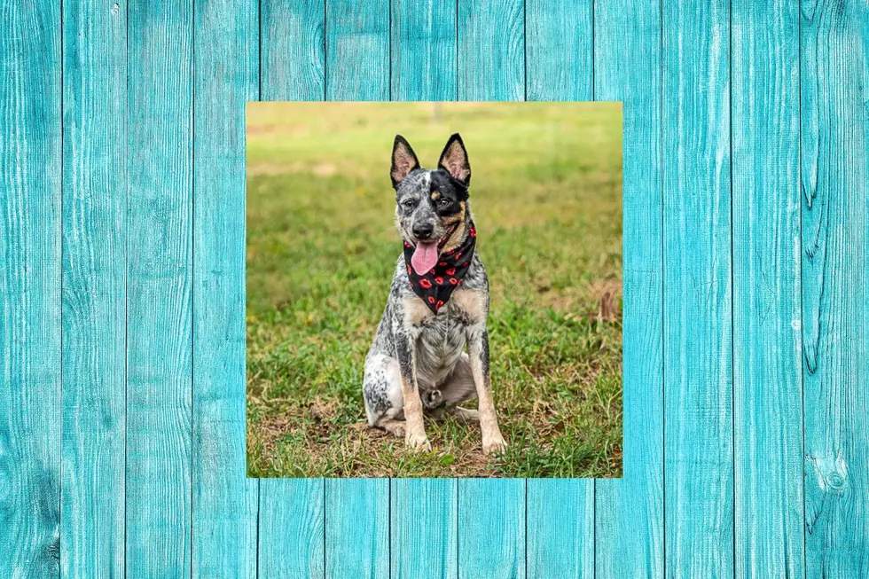 Jake The Blue Heeler Is Ready To Bring Joy To Your Family