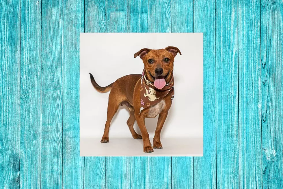 Affectionate And Loving, Rusty Is Perfect For An East Texas Family