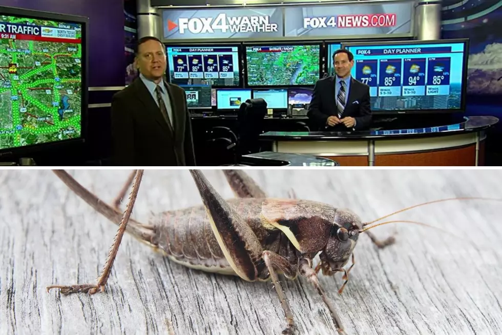 A Dallas TV Morning News Team Is Determined To Find The Cricket