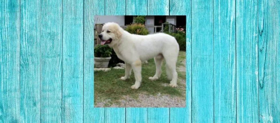 Mr. Yogi The Great Pyrenees Looks To Live Out His Life With You