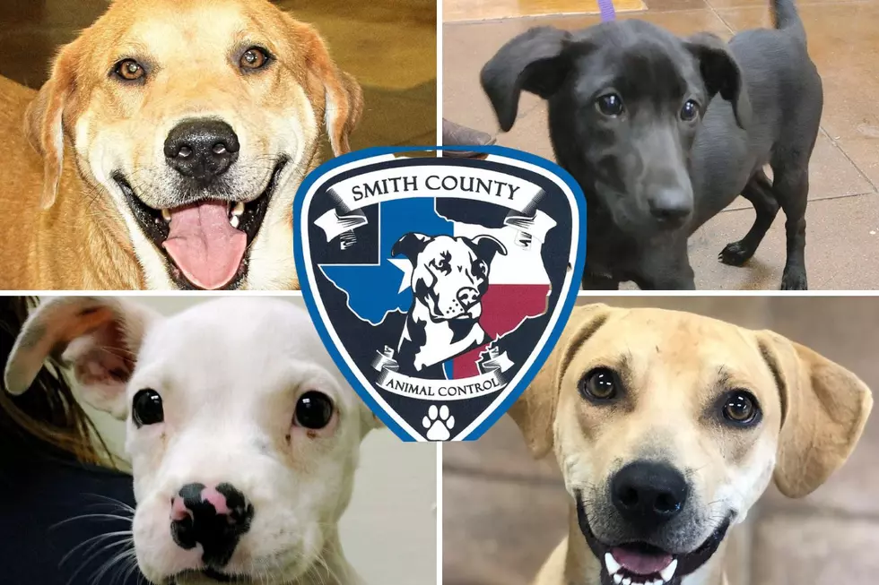 Some Changes Are Coming To Smith County Animal Control & Shelter