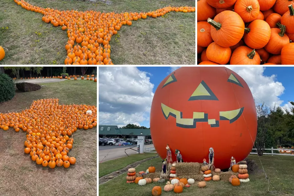 There&#8217;s Still Time To Find That Perfect Pumpkin In East Texas