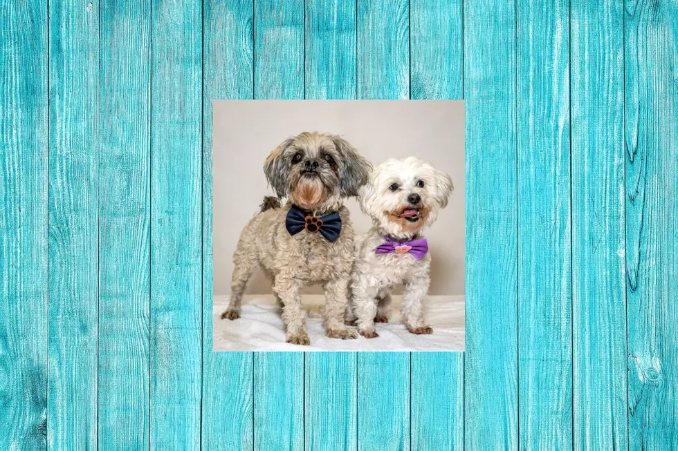 Looking Stylish, BG And Dixie Mae Are Looking To Be Adopted
