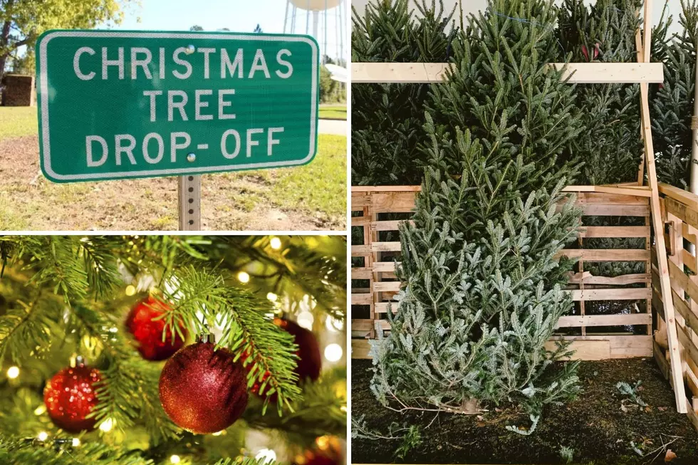 Recycling Your Live Christmas Tree Can Increase The Fish Population In Tyler