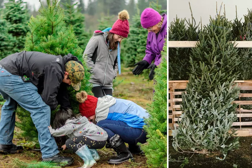 Here&#8217;s A List Of 10 Popular Christmas Tree Farms In East Texas