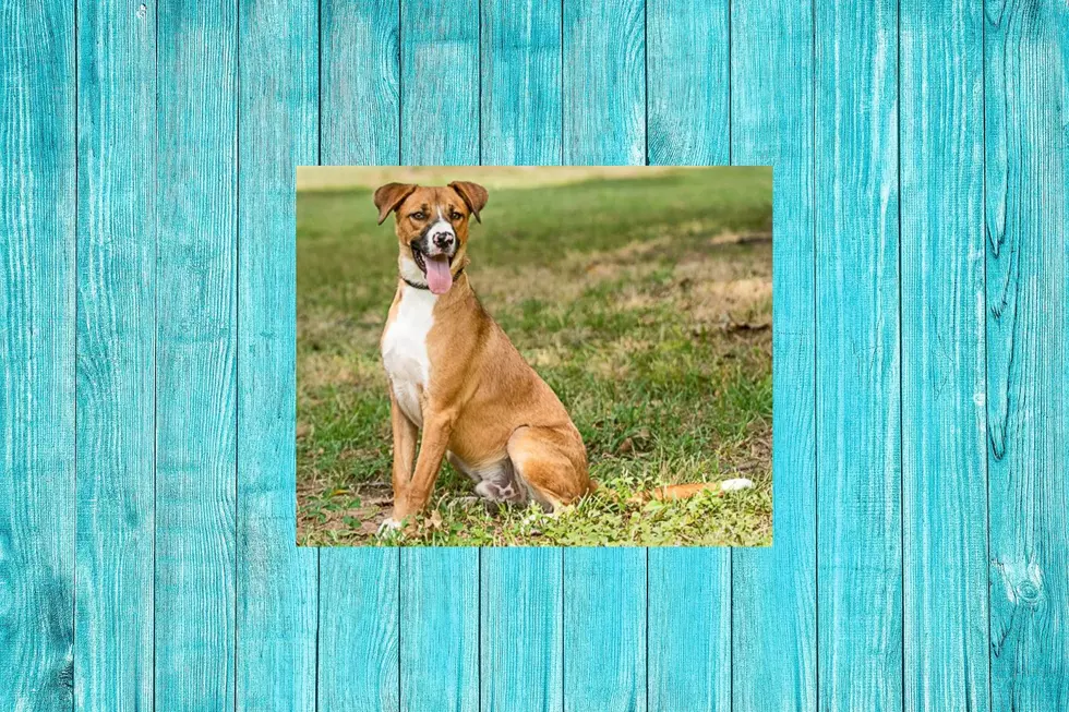 Trevor&#8217;s Beautiful Butterscotch Color Makes Him A Stand-Out In The Shelter