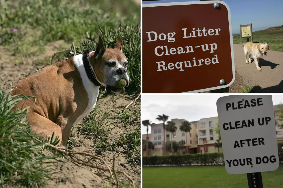 Can You Get A Fine For Not Picking Up Your Dog&#8217;s Poop In Texas?