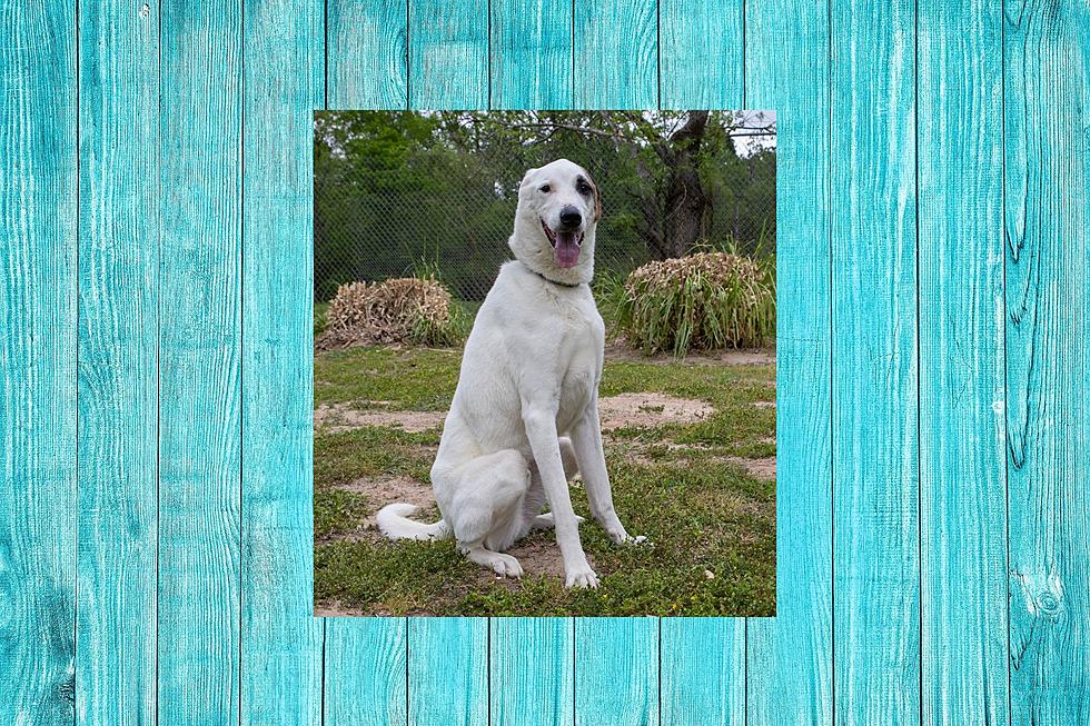 Adopt Dodger, The Gentle Giant That Loves The Indoors