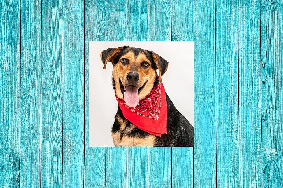 Skip, The Shepherd Mix, Is Looking For His Fun And Permanent Family