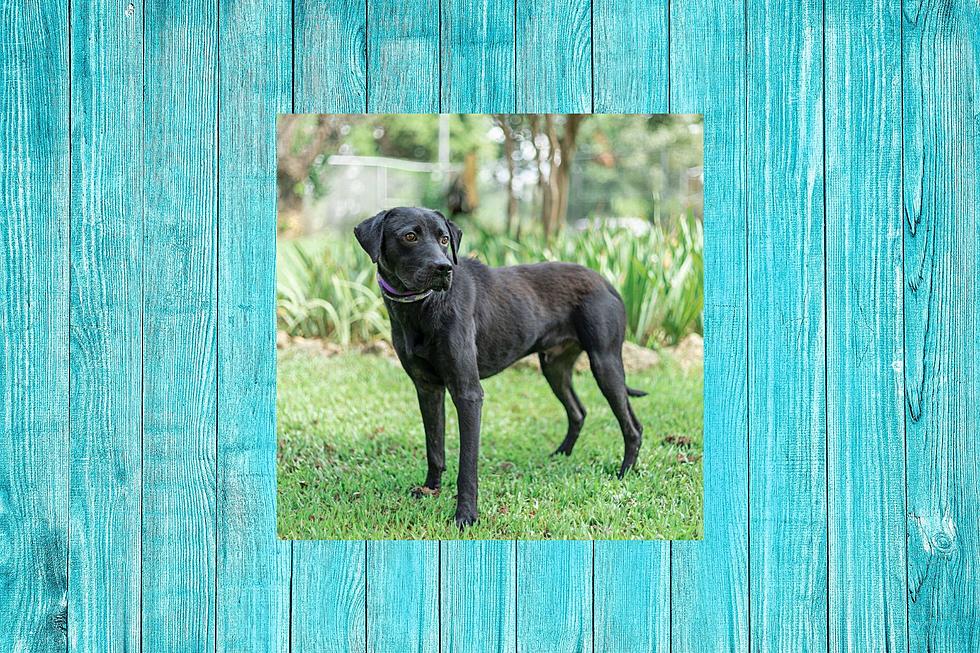Shy But Loving – This Lab Retriever Mix Is Waiting To Be Adopted