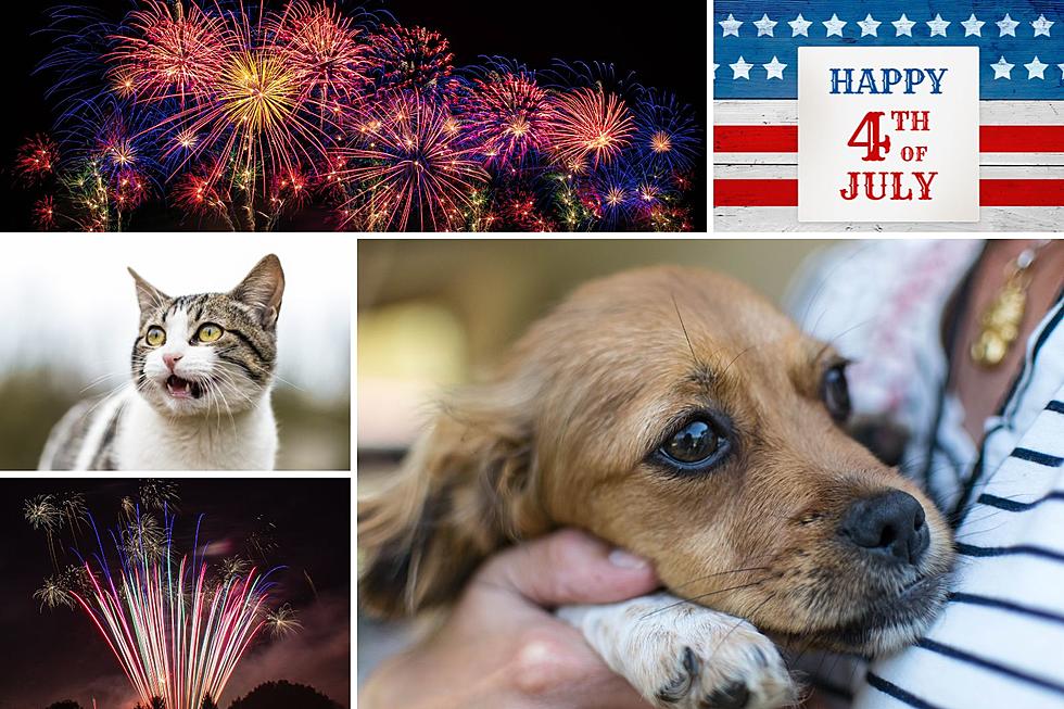 July 4th Is A Terrifying Time For Pets, 6 Tips To Keep Them Safe