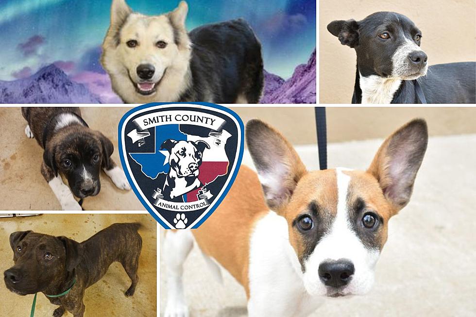 Adopt A Smith County Animal Shelter Dog For Free This Month