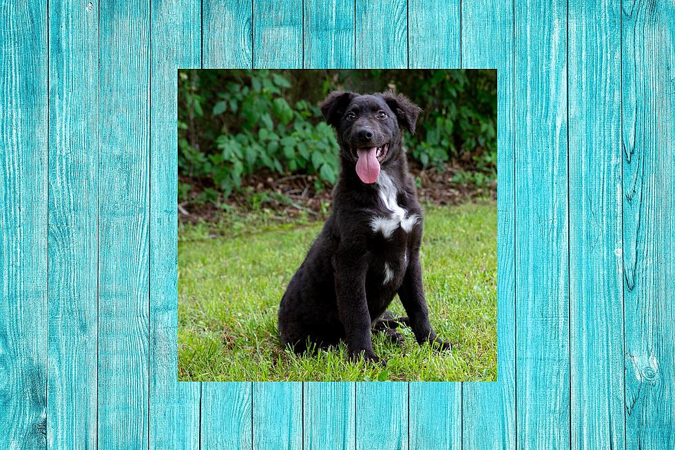 Curly Was Abandoned On The Steps Of A Tyler Animal Shelter As A Puppy