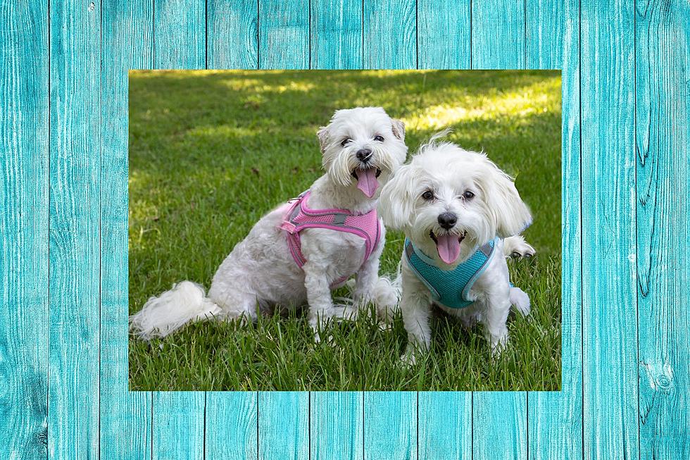 Energetic Maltese Mix Brother And Sister Hoping To Be Adopted