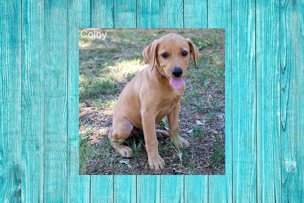 Looking For A Puppy To Adopt? Meet 4-month-old Colby In Tyler