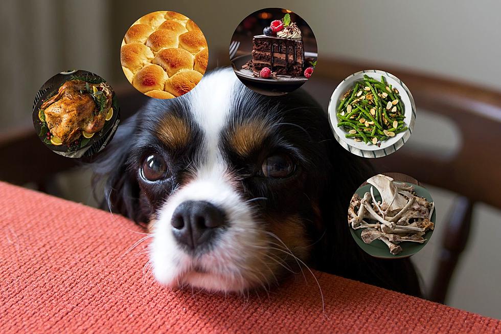 21 Foods Your Dog Can &#038; Can&#8217;t Eat On Thanksgiving
