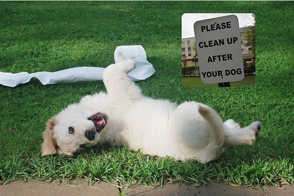 Can You Be Fined For Not Picking Up Your Dog's Feces In Texas?