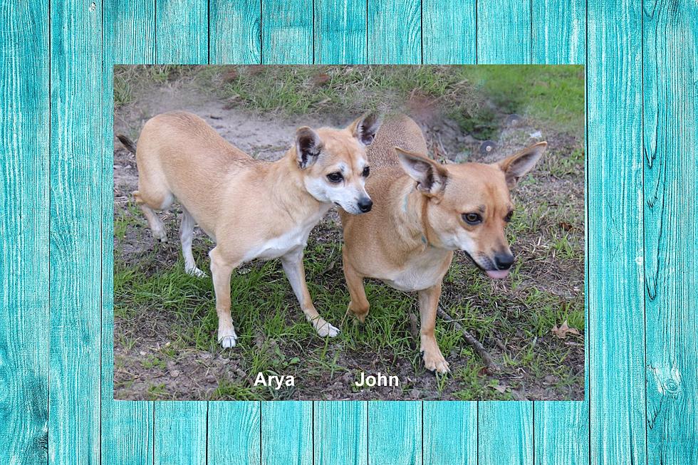 Mother And Son Chihuahua’s Looking To Be Adopted Together
