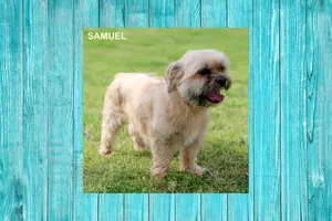 Samuel, A Brussels Griffon Mix, Is Looking To Be Adopted Today...