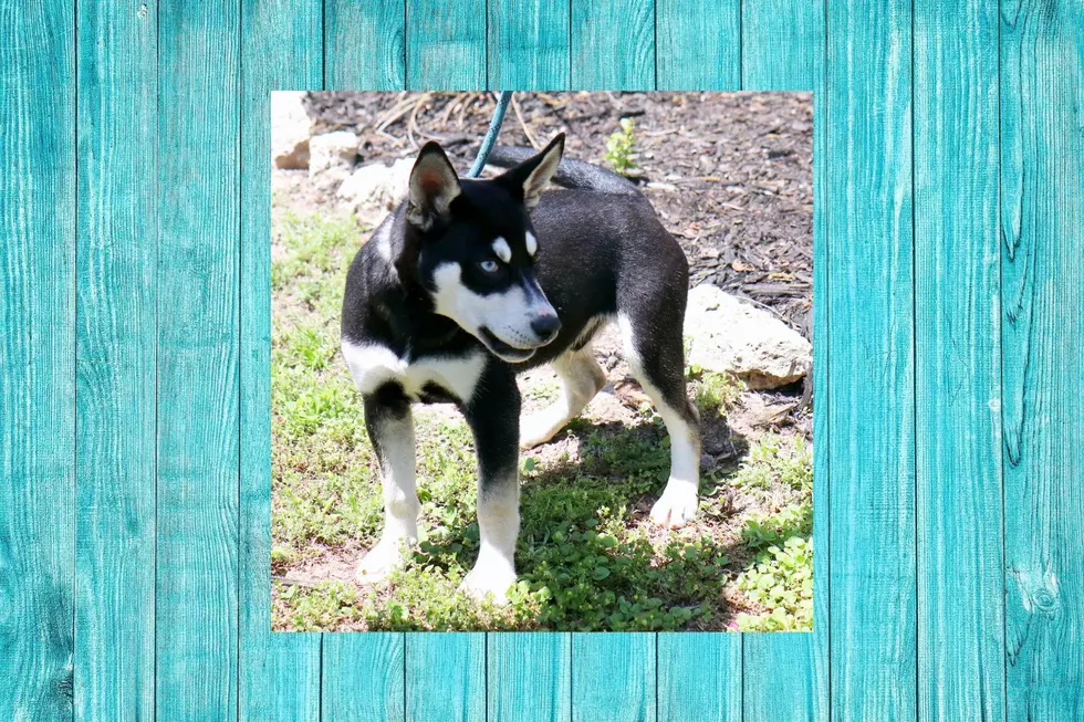 Playful, 6-Month-Old Siberian Husky Mix Named River Will Bring Fun To Your Family