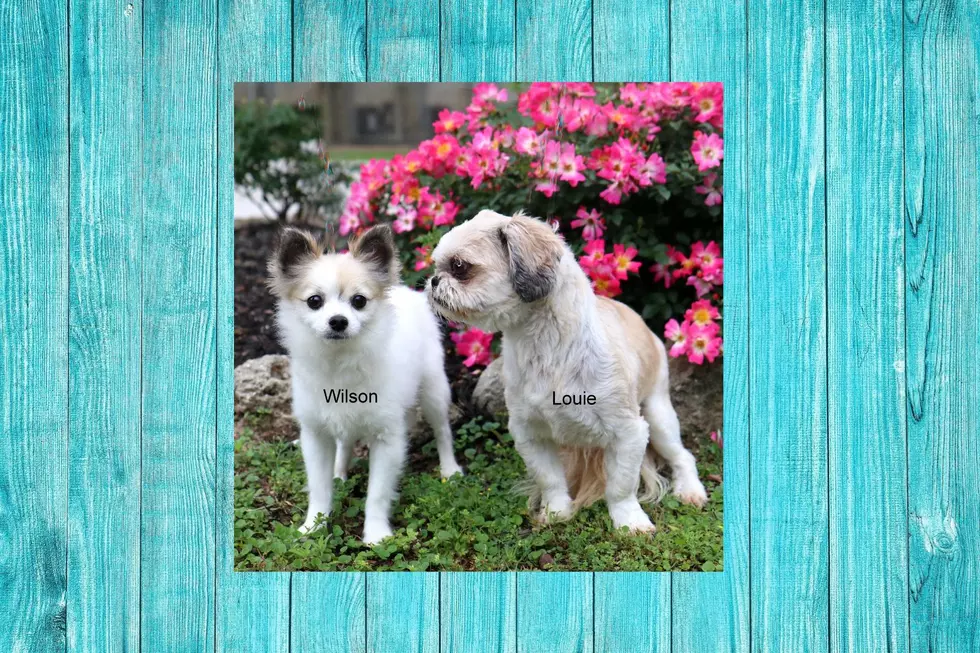 Life-Long Buddies, Louie And Wilson, Are Looking For An Adopting Family