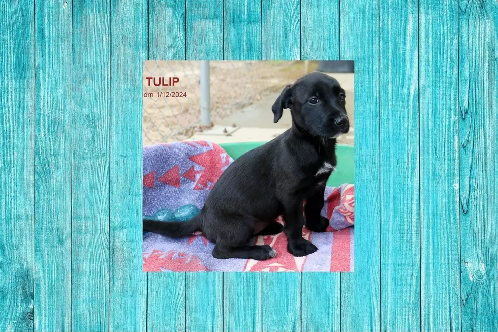Fun-Loving Tulip Is Looking For That Perfect Family To Blend Into