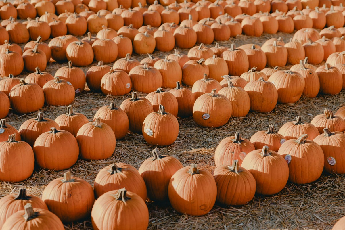 The Best Pumpkin Patches Across East Texas For Fall Fun