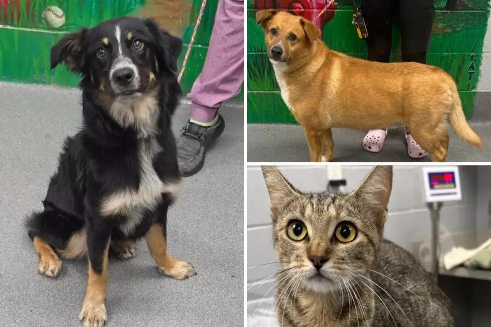 Help Pets and Adopt for Free at Tyler Animal Services