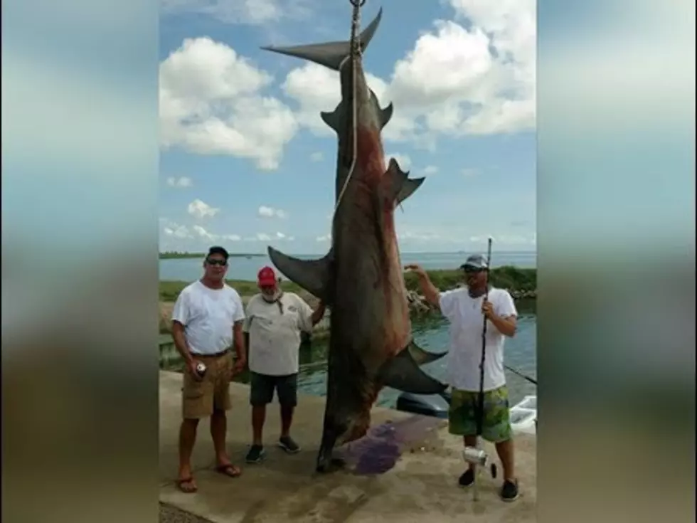 Texan Breaks State Record By Reeling In 1,033-Pound Hammerhead Shark