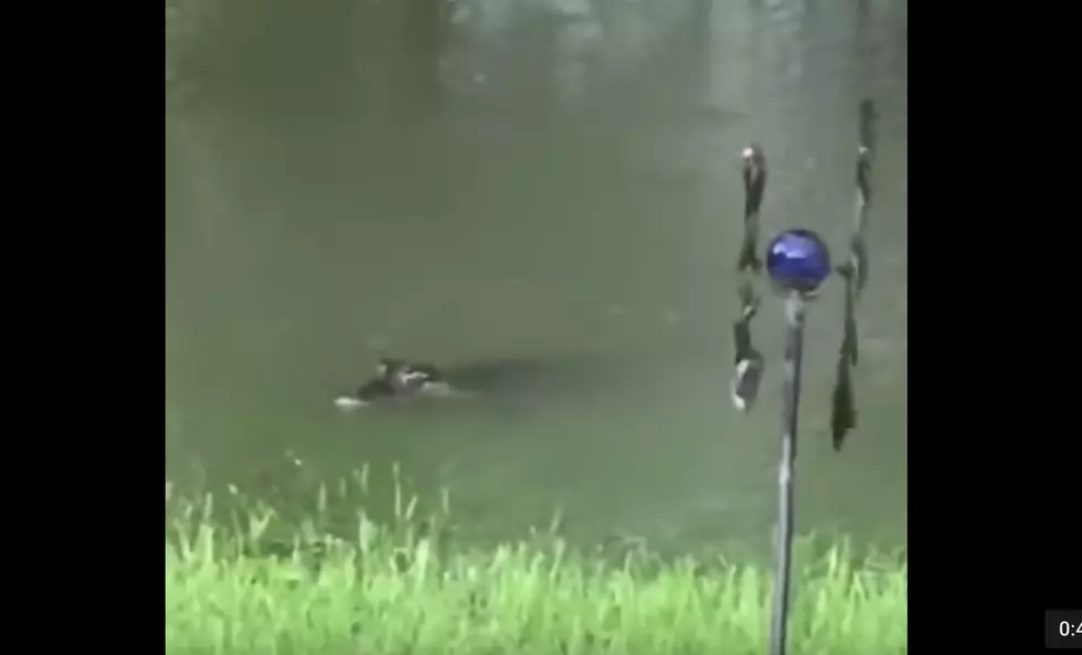 Houston Woman Spots Alligators In Her Backyard During Floods [VIDEO]
