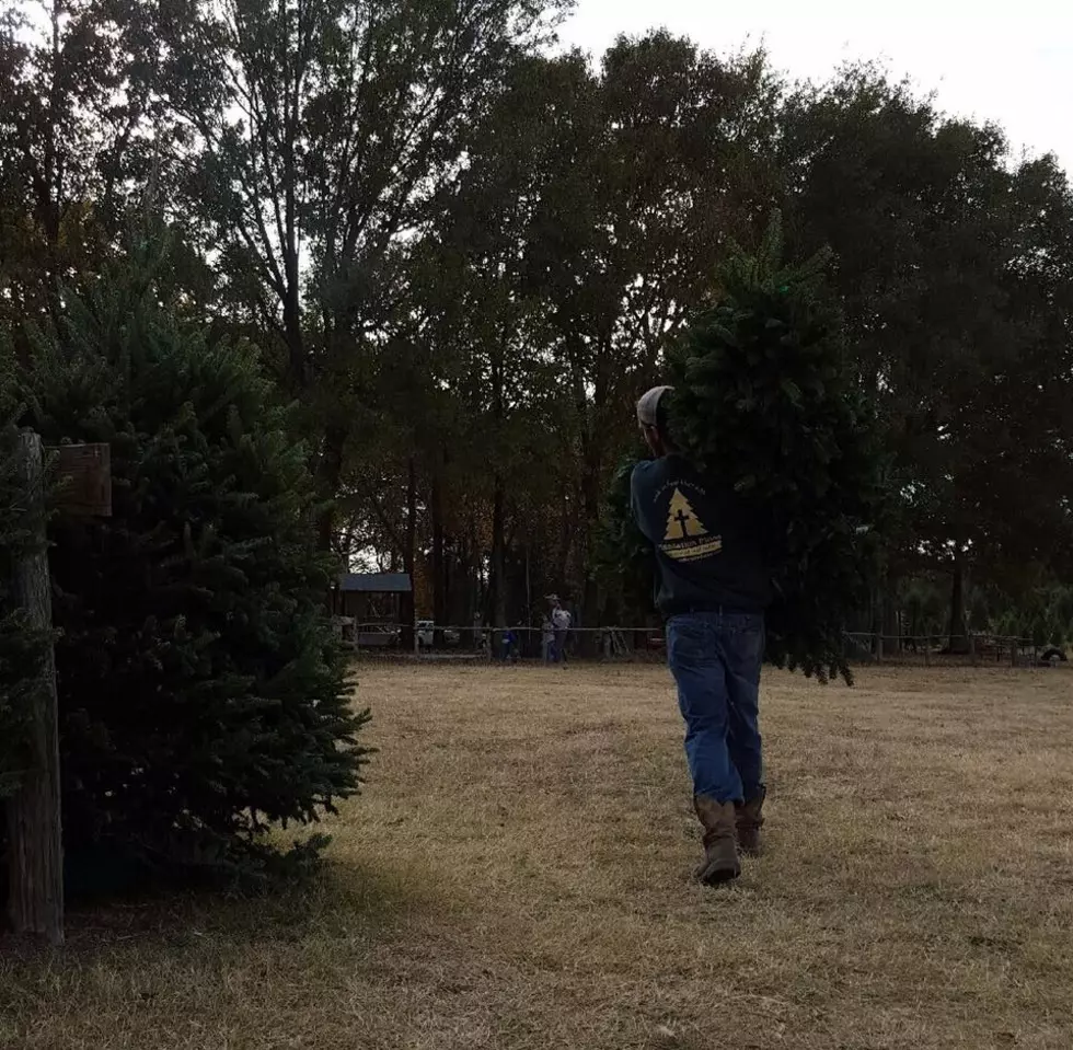 A Christmas Tree Farm in Tyler Is One Of The Top 10 In Texas