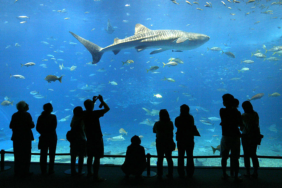 Texas Trio Steal Shark From Aquarium In San Antonio