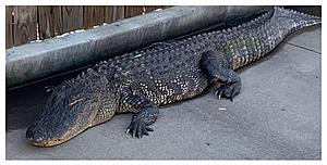 Eight Foot Long, Jucy&#8217;s Taco Loving Alligator Captured In Henderson