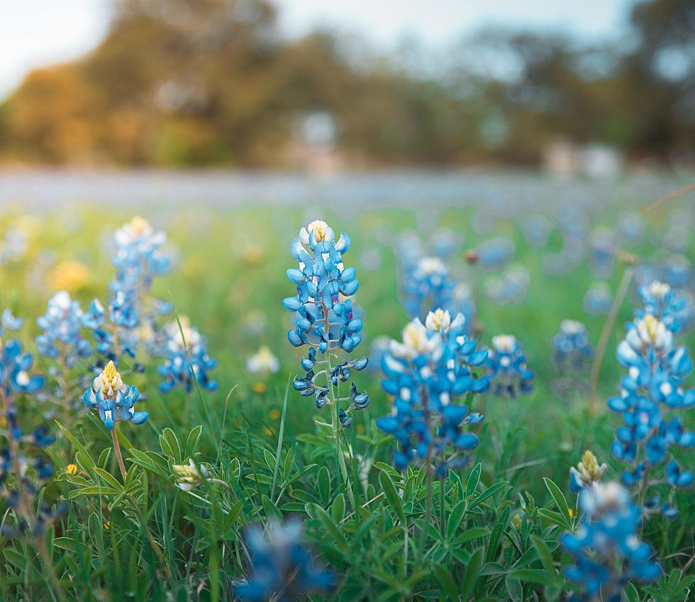 Where Does the Saying ‘April Showers Bring May Flowers’ Come from?