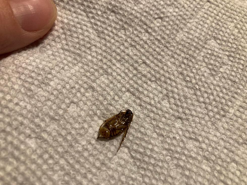 Tyler Diners Outraged Over Bug Found In Customers Food From McAlister’s Deli