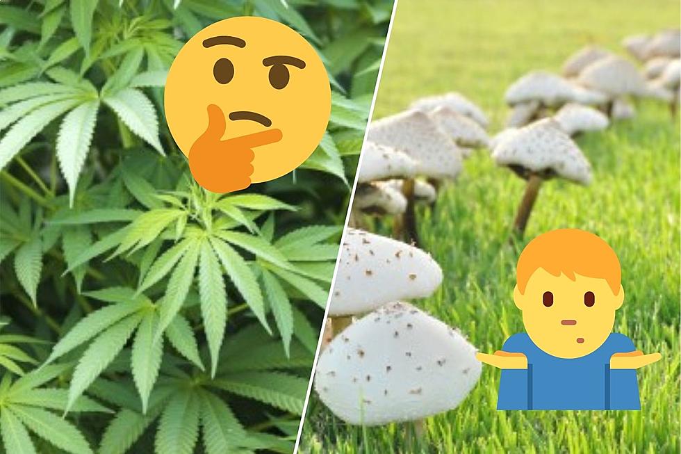 Could Magic Mushrooms Become Legal Before Marijuana In Texas?