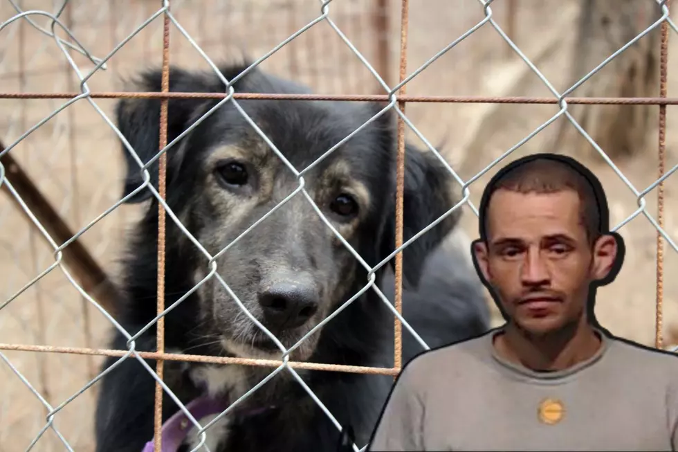 Man Breaks Into Texas Animal Shelter, Frees Animals, Steals Van