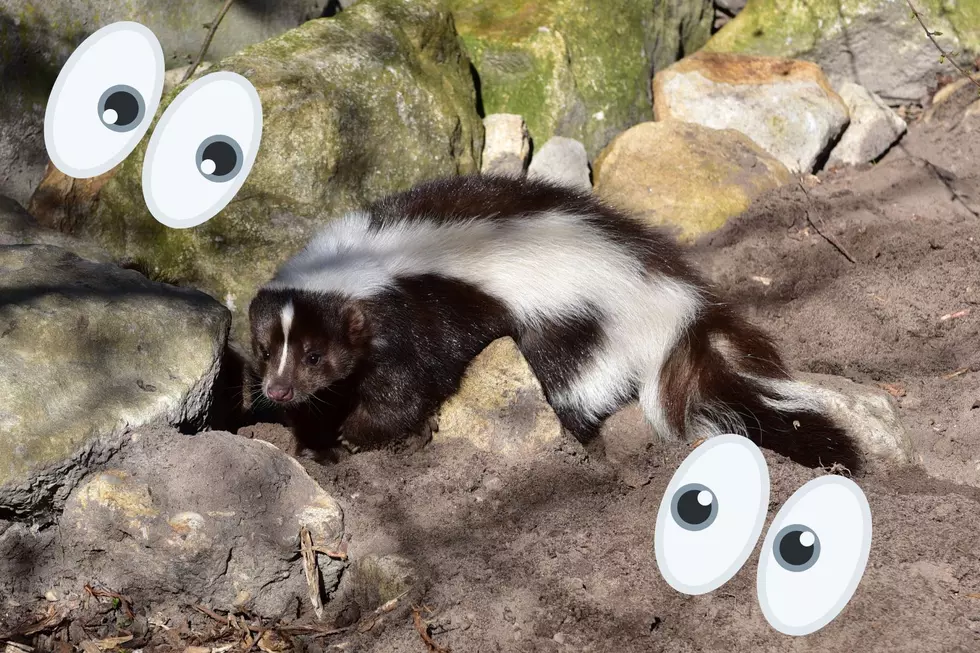 What&#8217;s That Smell? Texas Skunk Sightings On The Rise