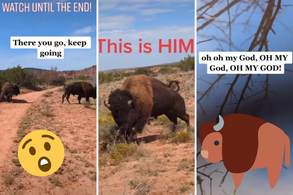 Viral TikTok Shows Bison Charge Woman At Texas State Park