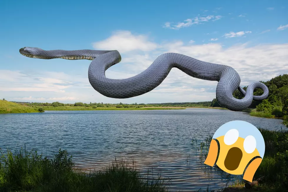 The Seven Most Snake Infested Lakes In Texas