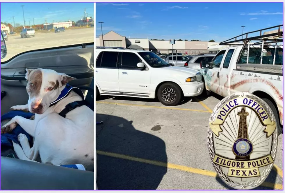 Kilgore, TX Cops Report A Dog Was The Driver That Caused Crash In Parking Lot