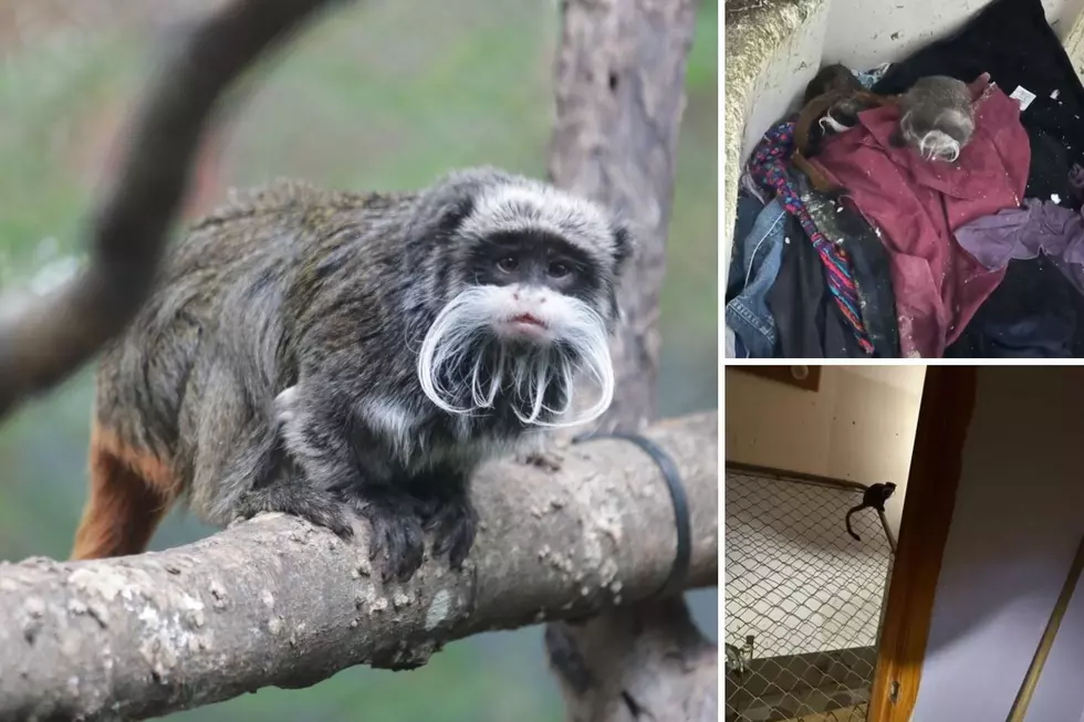 Stolen Monkeys From Texas Zoo Found By Police Inside An Abandoned Church