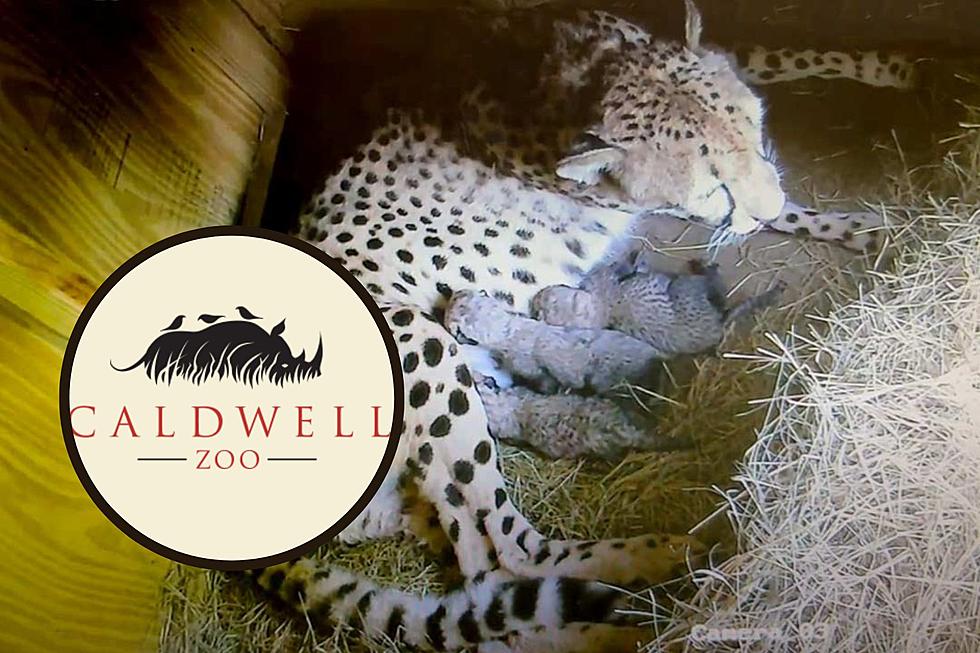 Tyler, TX Caldwell Zoo Welcomes Litter Of Cheetah Cubs