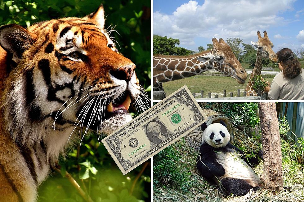 See All The Animals At This Texas Zoo For Only A Dollar This Summer