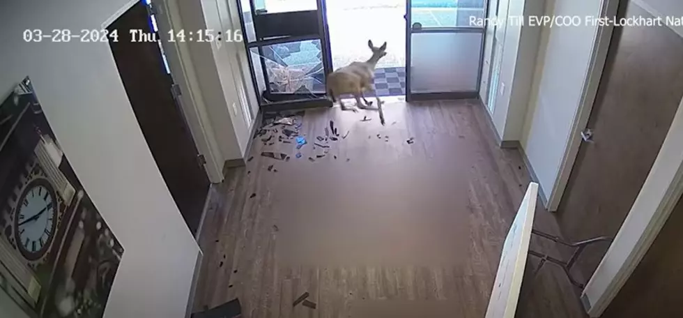 Deer Attempts To Make A Deposit At A Texas Bank