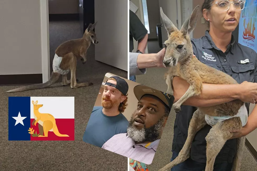FOUND: Escaped East Texas Kangaroo Spotted At Tyler Radio Station