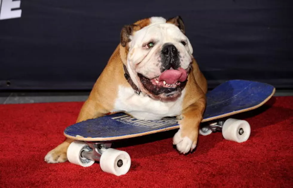 World&#8217;s Fastest Skateboarding Dog &#8216;Throws&#8217; Out First Pitch for The Rangers [VIDEO]