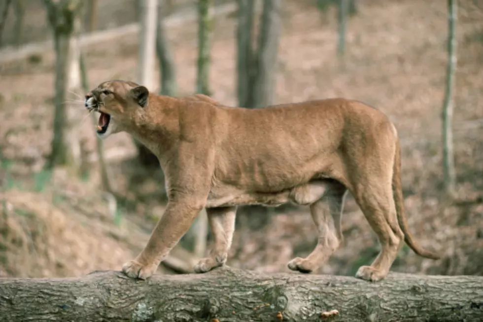 Cougar Enters Woman’s House Through Her Doggie Door